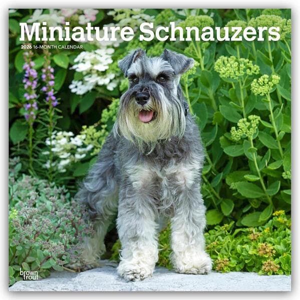 Miniature Schnauzers - Zwergschnauzer 2026 - 16-Monatskalender