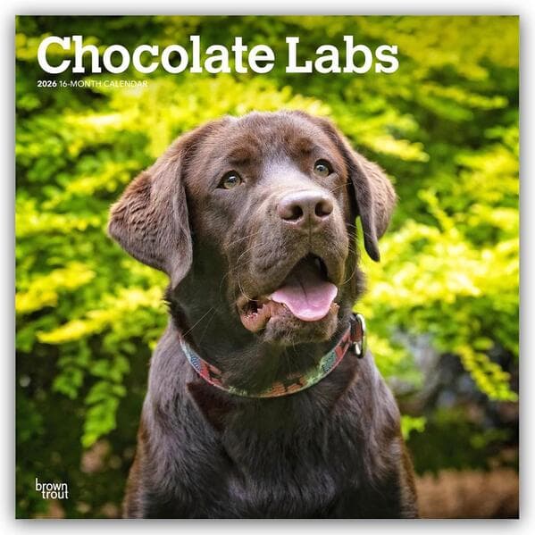 Chocolate Labrador Retriever - Brauner Labrador Retriever 2026 - 16-Monatskalender