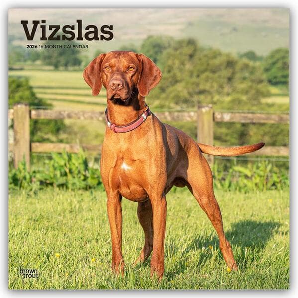 Vizslas - Kurzhaariger Ungarischer Vorstehhund 2026 - 16-Monatskalender