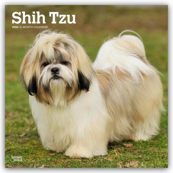 Shih Tzu 2026 - 16-Monatskalender