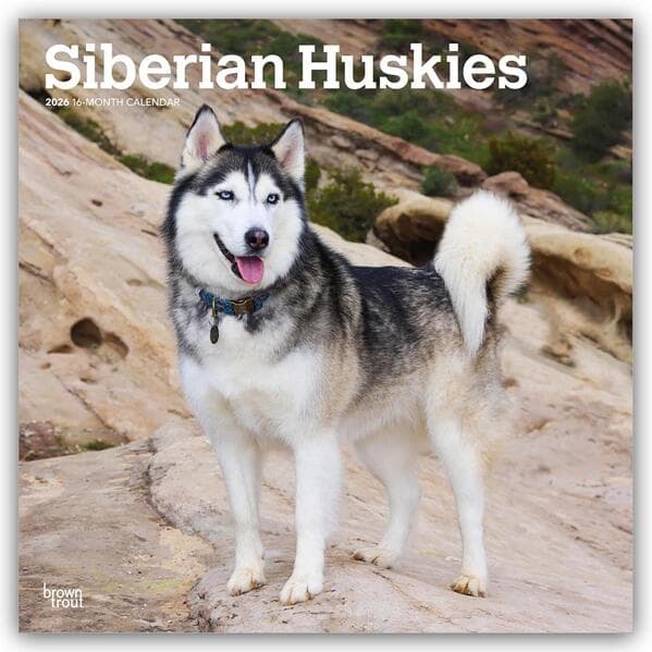Siberian Huskies - Siberian Husky 2026 - 16-Monatskalender