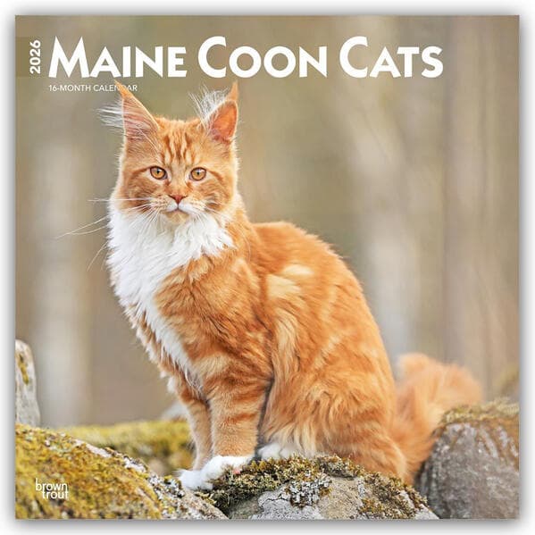 Maine Coon Cats 2026 12 X 24 Inch (Hanging) Monthly Square Wall Calendar Plastic-Free