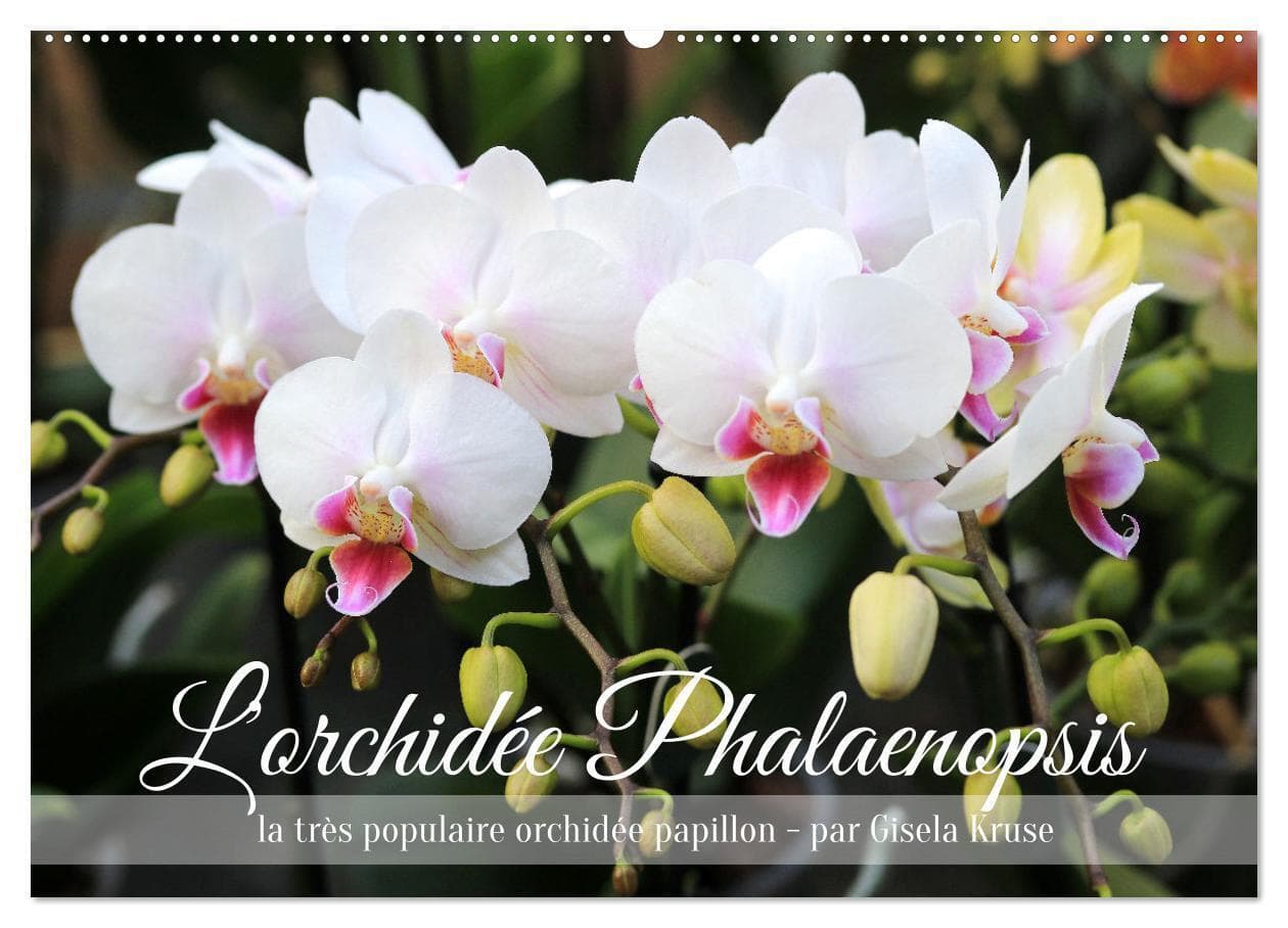 L'orchidée Phalaenopsis (Calendrier mural 2026 DIN A2 vertical), CALVENDO calendrier mensuel