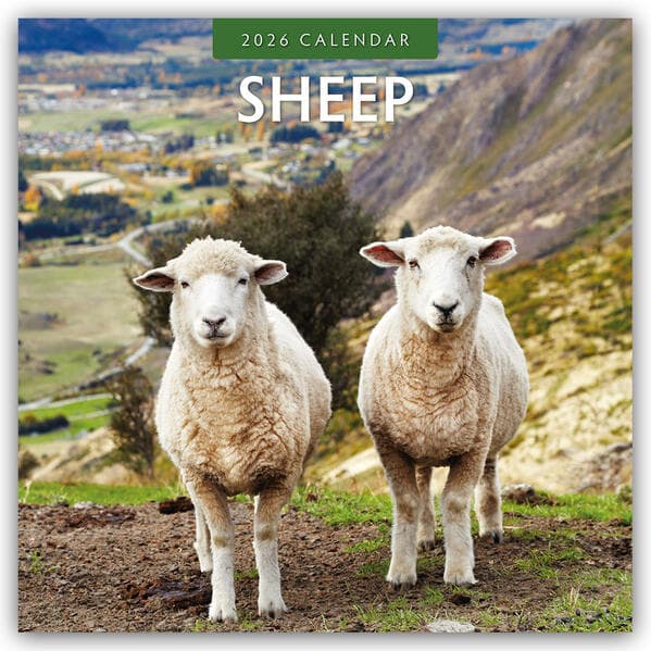 Sheep 2026 Square Wall Calendar