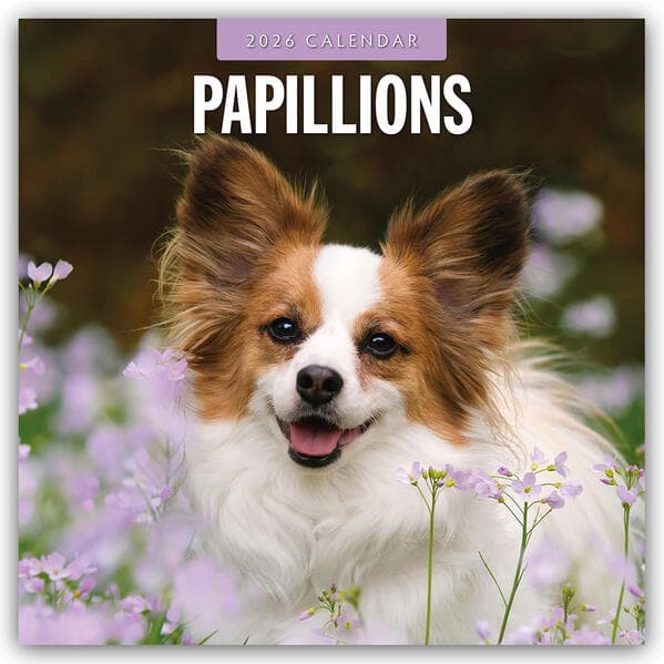 Papillions 2026 Square Wall Calendar