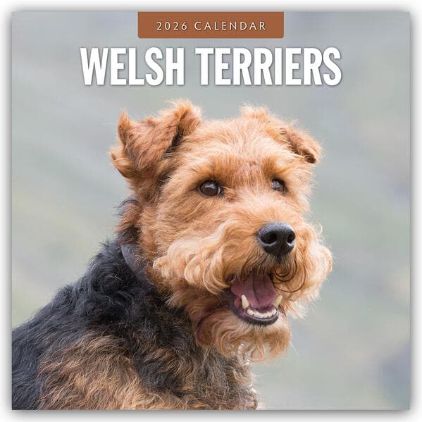 Welsh Terriers 2026 Square Wall Calendar
