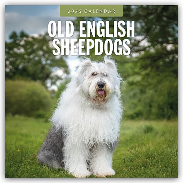 Old English Sheepdogs - Bobtail 2026 - 16-Monatskalender