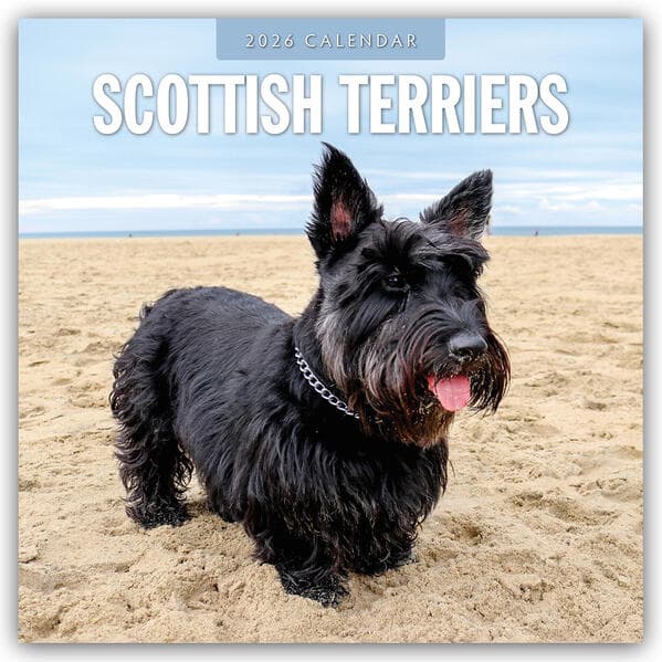 Scottish Terriers 2026 Square Wall Calendar