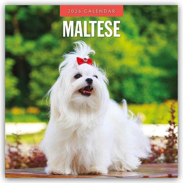 Mastiffs 2026 Square Wall Calendar