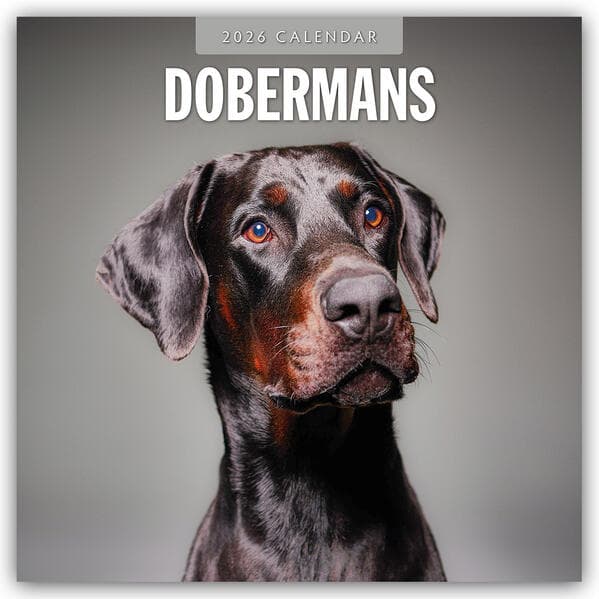 Dobermans 2026 Square Wall Calendar