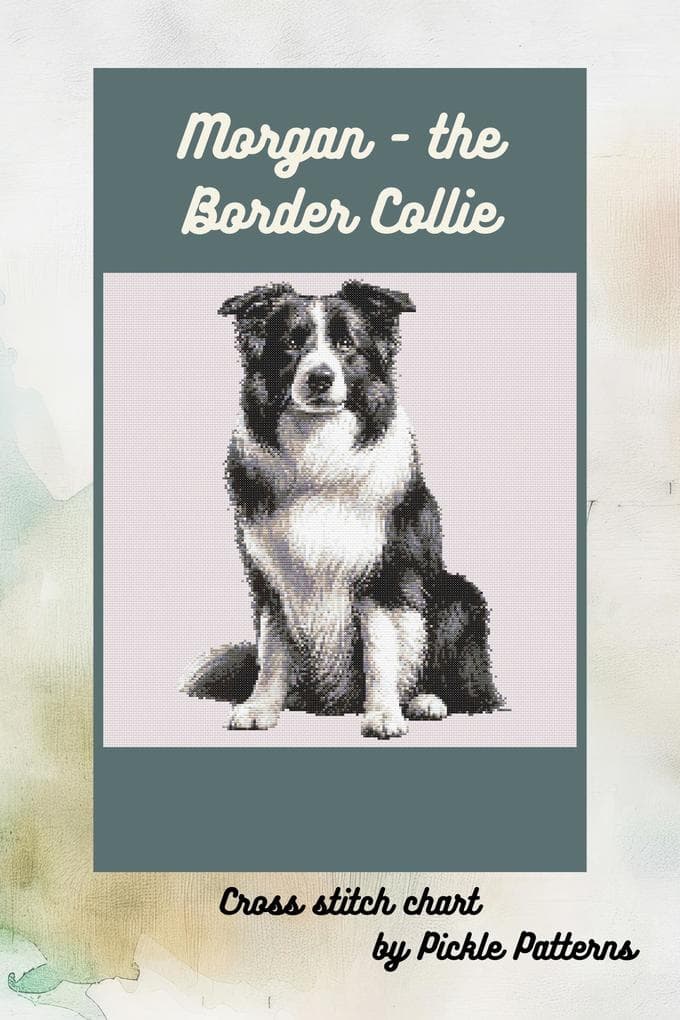 Morgan the Border Collie (Dogs)