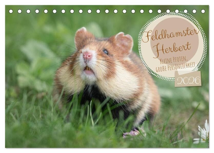 Feldhamster Herbert Kleine Pfoten, große Persönlichkeit (Tischkalender 2026 DIN A5 quer), CALVENDO Monatskalender