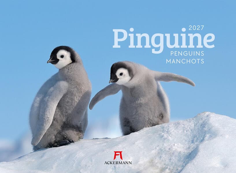 Pinguine Kalender 2027