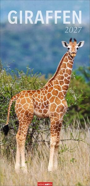 Giraffen Kalender 2027