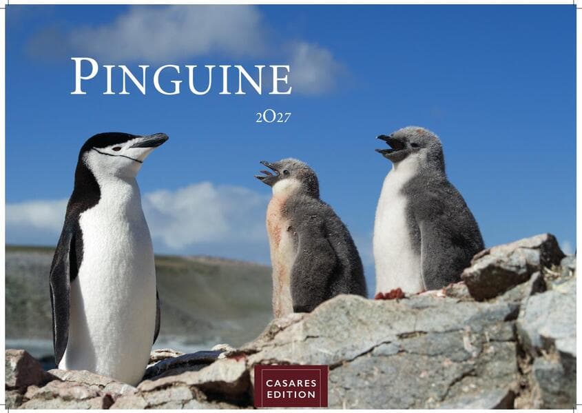 Pinguine Kalender 2027 - Wandkalender | Fotokalender Tierkalender 24x35cm | . mit niedlichen Pinguin-Motiven im antarktischen Lebensraum.