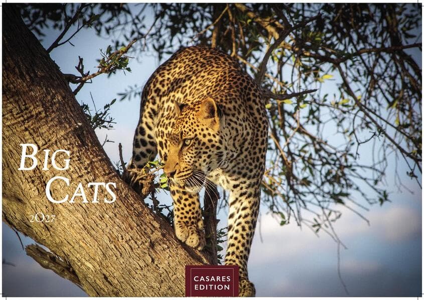 Big Cats Kalender 2027 - Wandkalender | Fotokalender Tierkalender 35x50cm - Wunderschöner Großkatzen-. mit beeindruckenden Fotos von Tiger| Löwen | Jaguar | Gepard | Luchs | Puma.