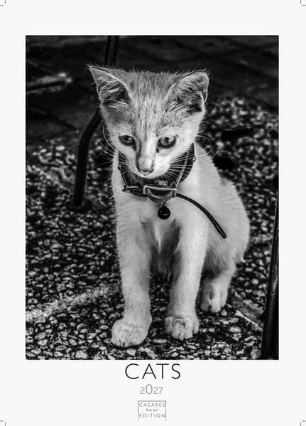 Cats schwarz-weiss Kalender 2027 - Wandkalender | Fotokalender Tierkalender schwarz-weiss 29x21cm - Katzenkalender | Perfekt für Katzenliebhaber und Tierkalenderfans