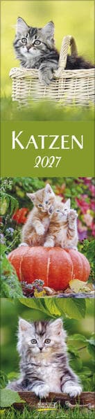 Katzen Langplaner 2027
