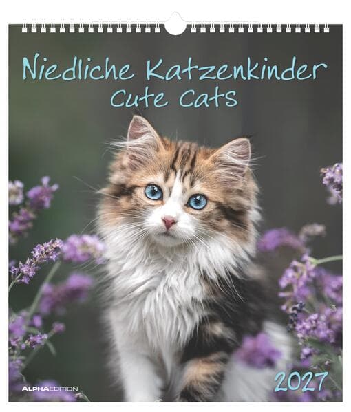 Niedliche Katzenkinder 2027