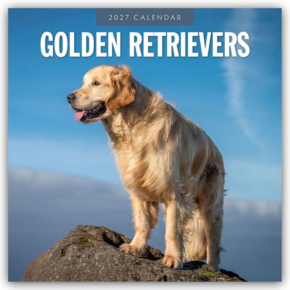 Golden Retrievers - Golden Retriever 2027 - 16-Monatskalender