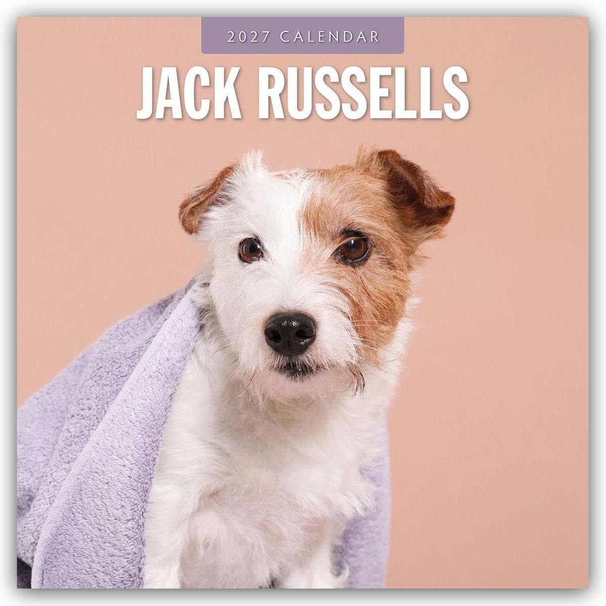 Jack Russells - Jack Russell Terrier 2027 - 16-Monatskalender