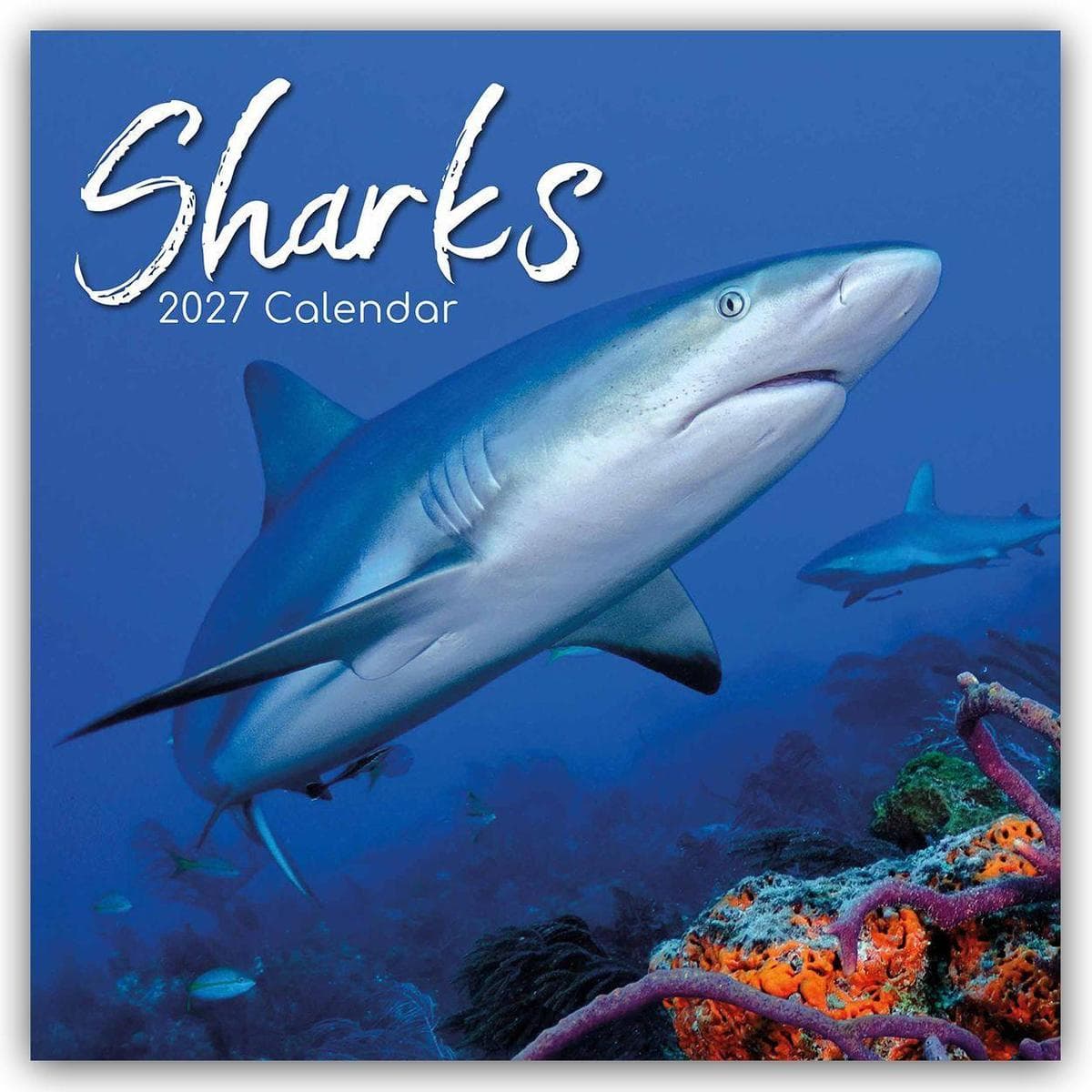Sharks - Haie 2027 - 16-Monatskalender