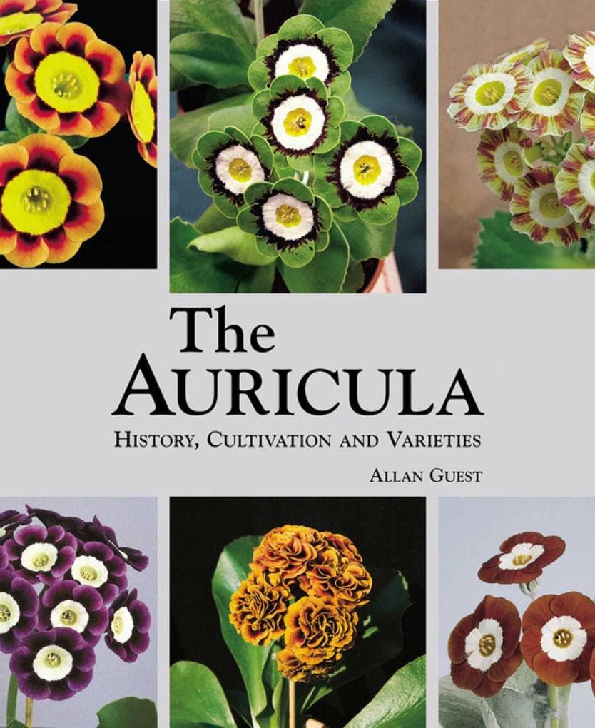Auricula
