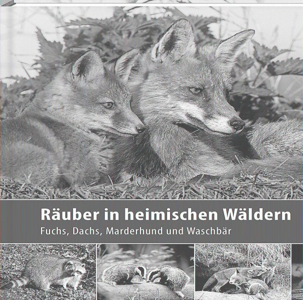 Räuber in heimischen Wäldern: Fuchs, Dachs, Marderhund und Waschbär