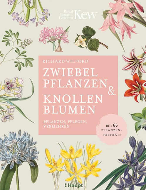 Zwiebelpflanzen & Knollenblumen: pflanzen, pflegen, vermehren - mit 66 Pflanzenporträts