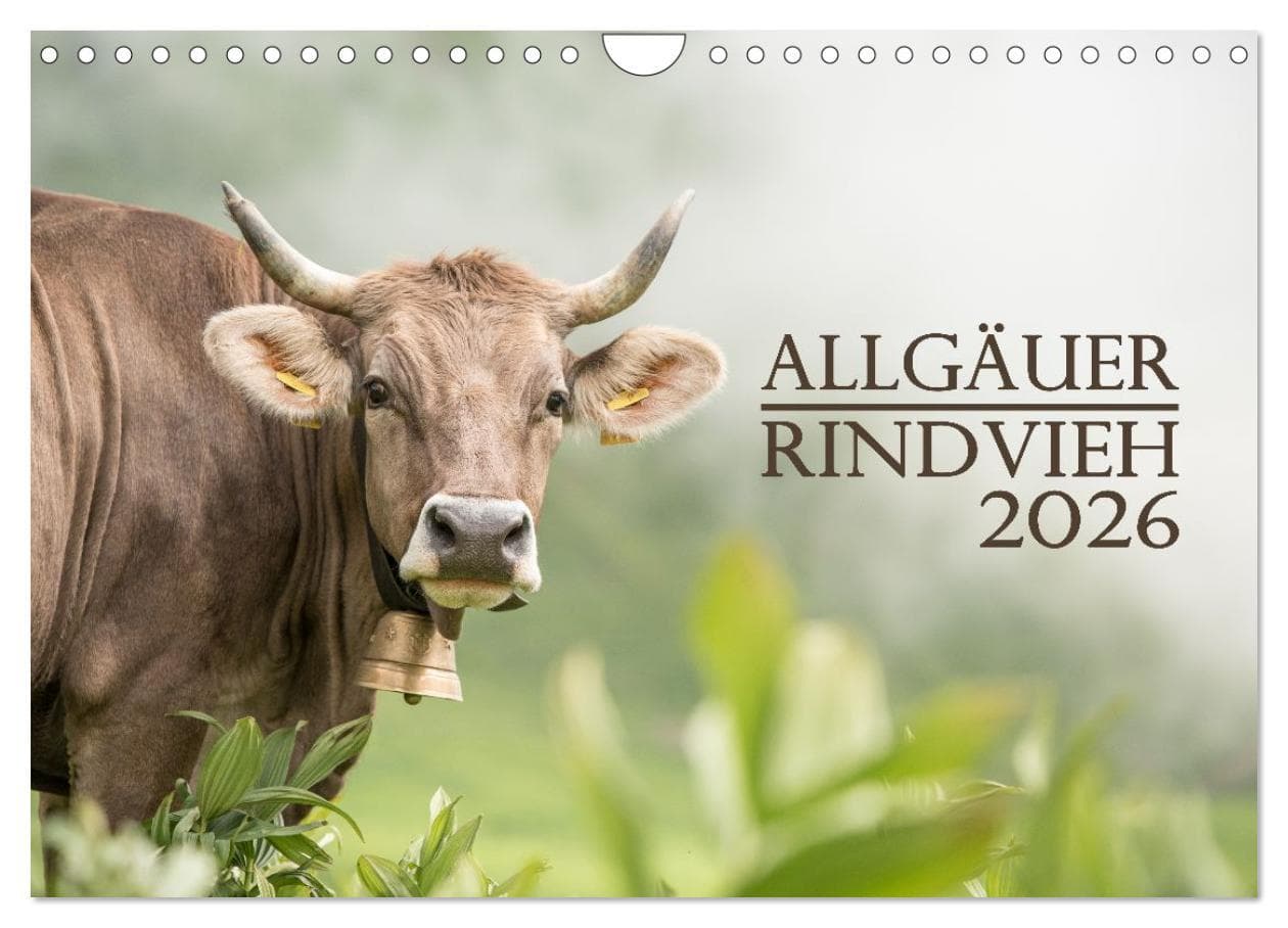 Allgäuer Rindvieh 2026 (Wandkalender 2026 DIN A4 quer), CALVENDO Monatskalender