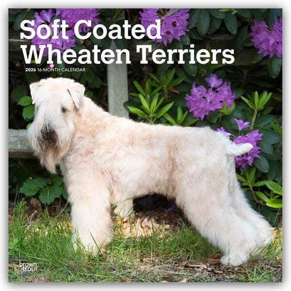 Soft Coated Wheaten Terriers - Soft Coated Wheaten Terrier 2026 - 16-Monatskalender