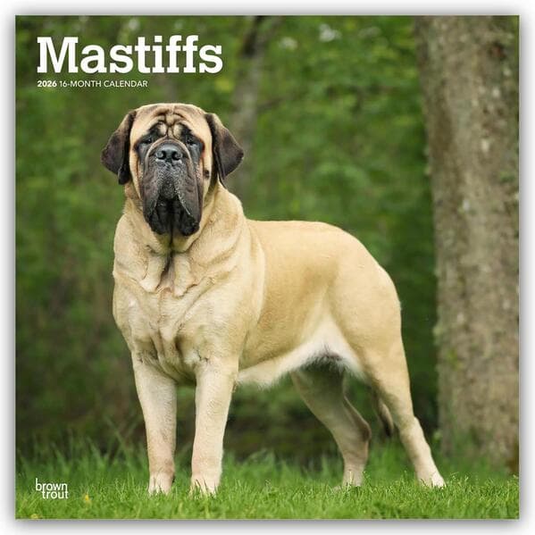 Mastiffs - Mastiff 2026 - 16-Monatskalender