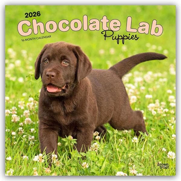 Chocolate Labrador Retriever Puppies - Braune Labrador Retriever Welpen 2026 - 16-Monatskalender