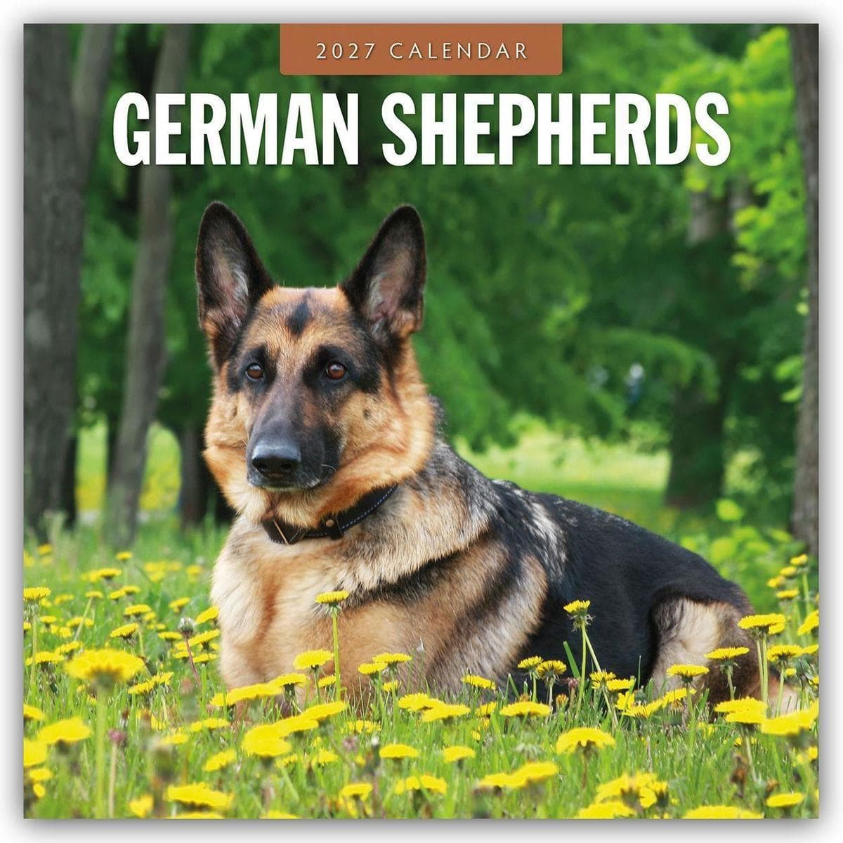 German Shepherds - Deutscher Schäferhund 2027 - 16-Monatskalender