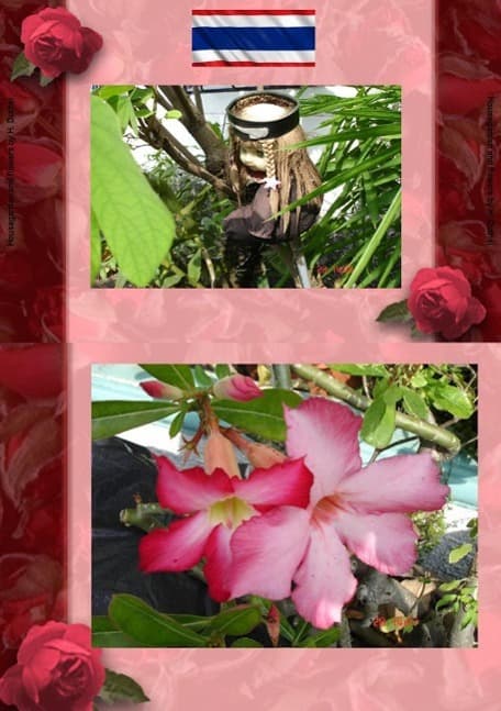 Thai Blumen und Pfanzen Photobuch von Heinz Duthel: Mit schoenen Haus und Garten Blumen, Pflanzen Photos