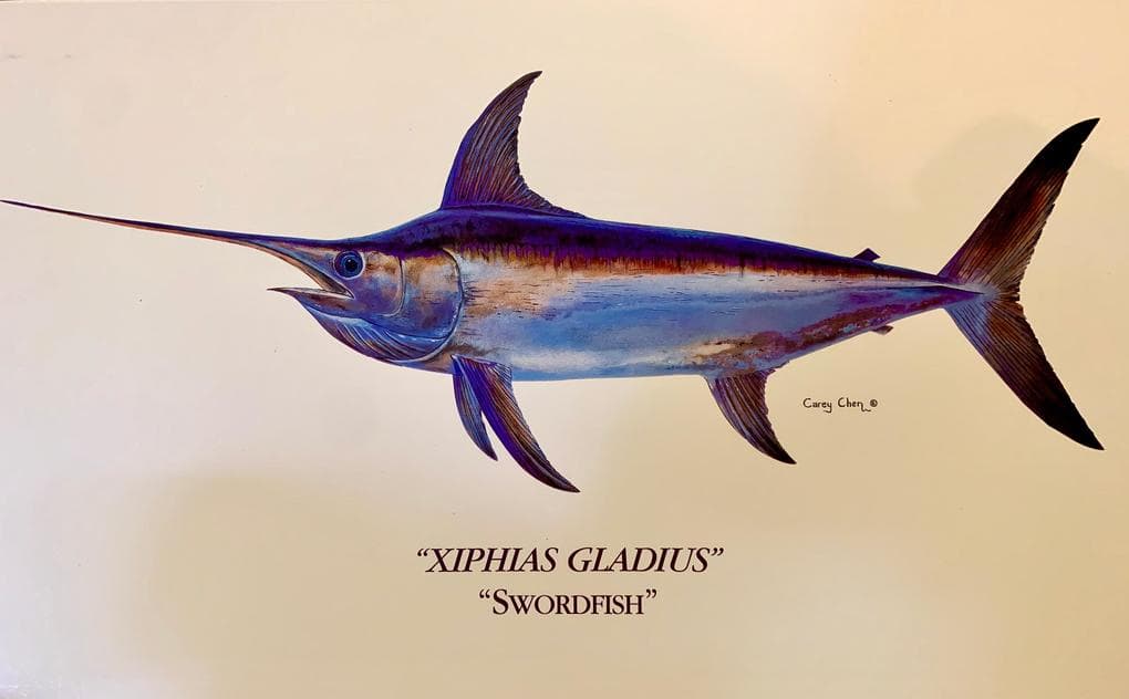 Xiphias gladius - The Fish of My Lifetime... a short story by Michael Fowlkes: \