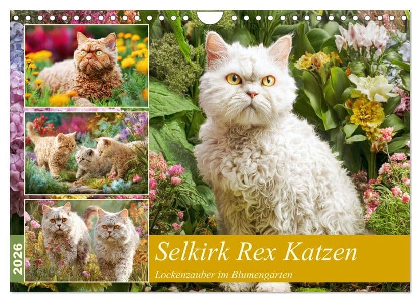 Selkirk Rex Katzen. Lockenzauber im Blumengarten (Wandkalender 2026 DIN A4 quer), CALVENDO Monatskalender: Diese besonderen Katzen erobern mit ihren charmanten Locken den Garten