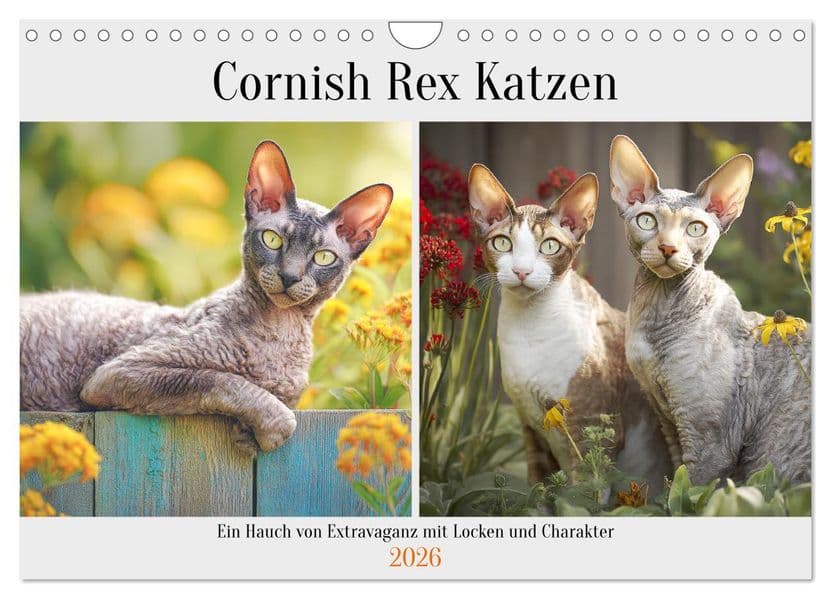 Cornish Rex Katzen. Ein Hauch von Extravaganz mit Locken und Charakter (Wandkalender 2026 DIN A4 quer), CALVENDO Monatskalender: Edle Katzen bezaubern mit einzigartigem Look und neugierigem Wesen