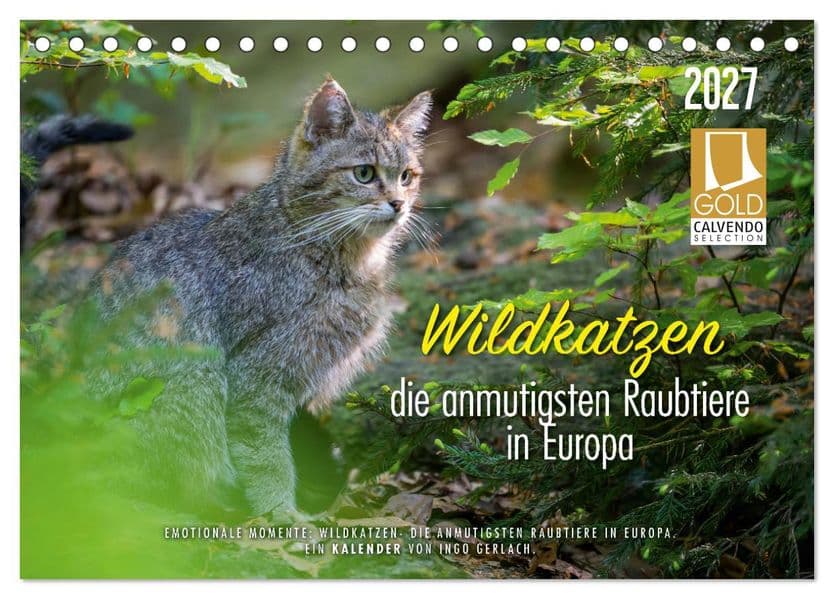 Wildkatzen - die anmutigsten Raubiere in Europa. (Tischkalender 2027 DIN A5 quer), CALVENDO Monatskalender: Wunderschöne Fotos aus dem Leben unserer heimischen Wildkatze. Über die Jahreszeiten fotografiert. Mehr unter ingogerlach.com.
