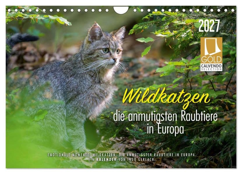 Wildkatzen - die anmutigsten Raubiere in Europa. (Wandkalender 2027 DIN A4 quer), CALVENDO Monatskalender: Wunderschöne Fotos aus dem Leben unserer heimischen Wildkatze. Über die Jahreszeiten fotografiert. Mehr unter ingogerlach.com.