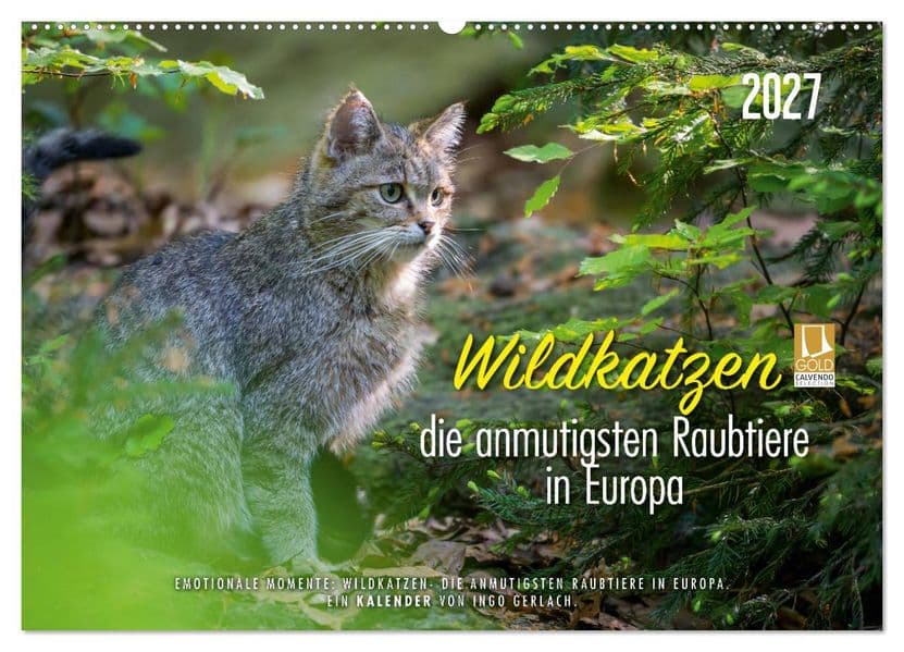 Wildkatzen - die anmutigsten Raubiere in Europa. (Wandkalender 2027 DIN A2 quer), CALVENDO Monatskalender: Wunderschöne Fotos aus dem Leben unserer heimischen Wildkatze. Über die Jahreszeiten fotografiert. Mehr unter ingogerlach.com.