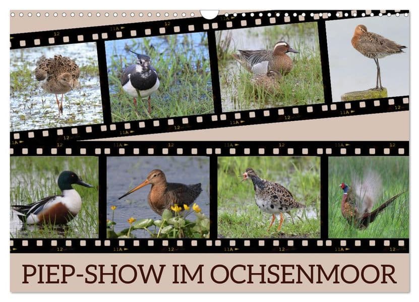 PIEP-SHOW im Ochsenmoor (Wandkalender 2027 DIN A3 quer), CALVENDO Monatskalender: Das Fotografieren von Vögeln im Ochsenmoor kann sehr lohnend sein, besonders wenn du Geduld und das richtige Equipment mitbringst.