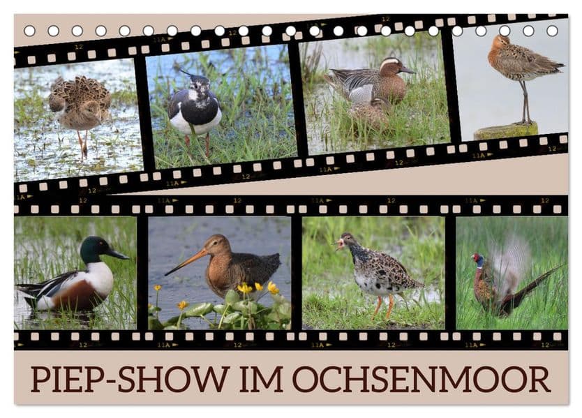 PIEP-SHOW im Ochsenmoor (Tischkalender 2027 DIN A5 quer), CALVENDO Monatskalender: Das Fotografieren von Vögeln im Ochsenmoor kann sehr lohnend sein, besonders wenn du Geduld und das richtige Equipment mitbringst.