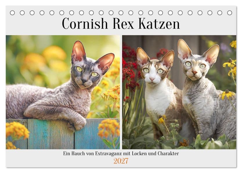 Cornish Rex Katzen. Ein Hauch von Extravaganz mit Locken und Charakter (Tischkalender 2027 DIN A5 quer), CALVENDO Monatskalender: Edle Katzen bezaubern mit einzigartigem Look und neugierigem Wesen